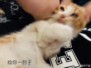 好想变成爱豆养的宠物啊...